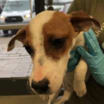 Thumbnail photo of Hopey #2