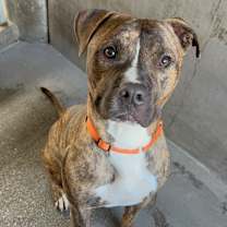 Thumbnail photo of Firefly A2199841 #1