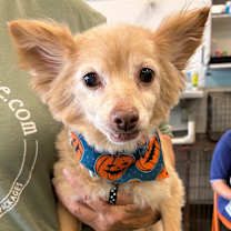 Thumbnail photo of Herman #1