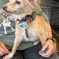 Thumbnail photo of Herman #4