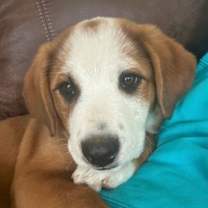 Thumbnail photo of Ty #3