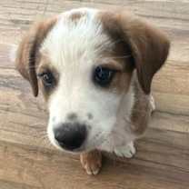 Thumbnail photo of Ty #4