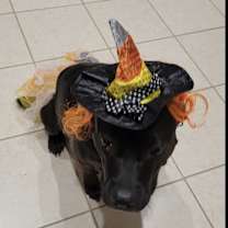 Thumbnail photo of Beans #4