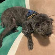 Thumbnail photo of Coco #2