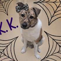 Thumbnail photo of KK #2