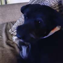 Thumbnail photo of Lucy #3