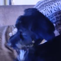 Thumbnail photo of Lucy #4