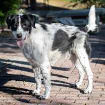 Thumbnail photo of Paw-Paw #1