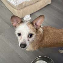 Thumbnail photo of Princess Bee #2