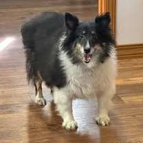 Thumbnail photo of GINGER #2