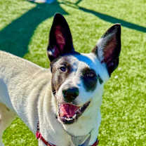 Thumbnail photo of Pixie #1