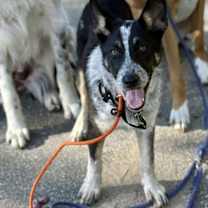 Thumbnail photo of Dottie #3