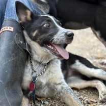 Thumbnail photo of Dottie #4