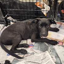 Thumbnail photo of Benjamin LK #3