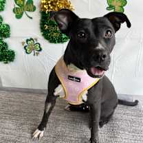 Thumbnail photo of Marceline #3