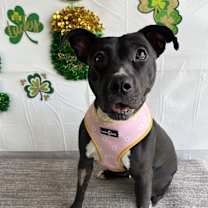 Thumbnail photo of Marceline #4