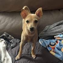 Thumbnail photo of Nala #3