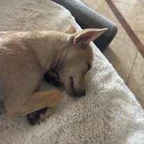 Thumbnail photo of Nala #4