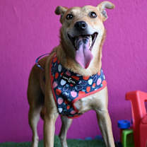 Thumbnail photo of Marline #2