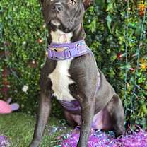 Thumbnail photo of Maya #2