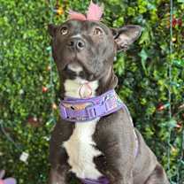 Thumbnail photo of Maya #4