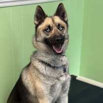 Thumbnail photo of Dante #4