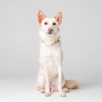 Thumbnail photo of Orang #2