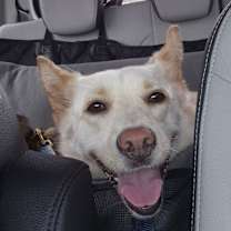 Thumbnail photo of Orang #4