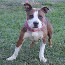 Thumbnail photo of Newton #1