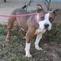 Thumbnail photo of Newton #2