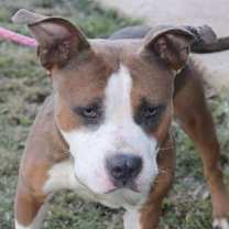 Thumbnail photo of Newton #3