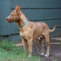 Thumbnail photo of Opal #4