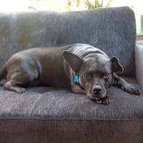 Thumbnail photo of Violet #1