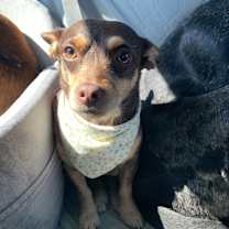 Thumbnail photo of Ellie #1