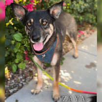 Thumbnail photo of Groot and Zaya- BONDED #4