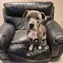 Thumbnail photo of Chaps #1