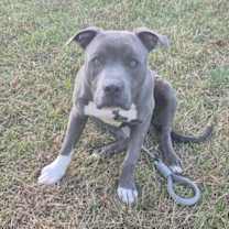 Thumbnail photo of Chaps #2