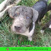 Thumbnail photo of Louie #1