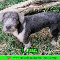 Thumbnail photo of Louie #2