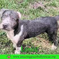 Thumbnail photo of Louie #3