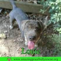 Thumbnail photo of Louie #4