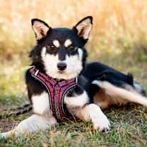 Thumbnail photo of Herrah 2 #1