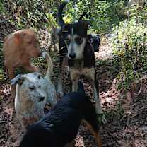 Thumbnail photo of Badger #3