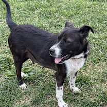 Thumbnail photo of Lucy #3