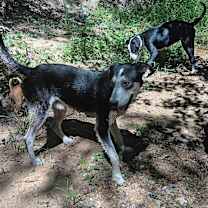 Thumbnail photo of Badger #4