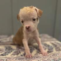 Thumbnail photo of Belle #2