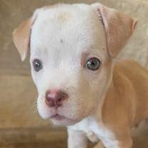 Thumbnail photo of Belle #3