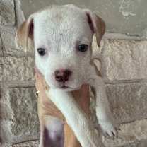 Thumbnail photo of Belle #4