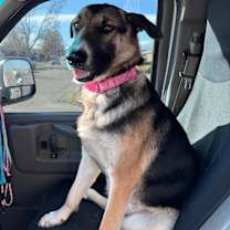 Thumbnail photo of Trixie from Wortham #3