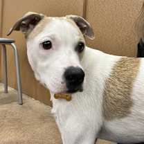 Thumbnail photo of DIXIE #3